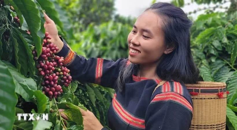 Thêm hướng đi để thúc đẩy xuất khẩu càphê Việt Nam vào thị trường Canada