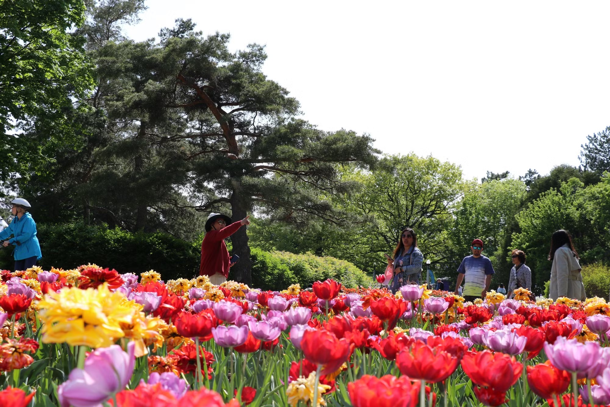 Lễ hội hoa tulip Canada – Biểu tượng của hữu nghị và hòa bình quốc tế